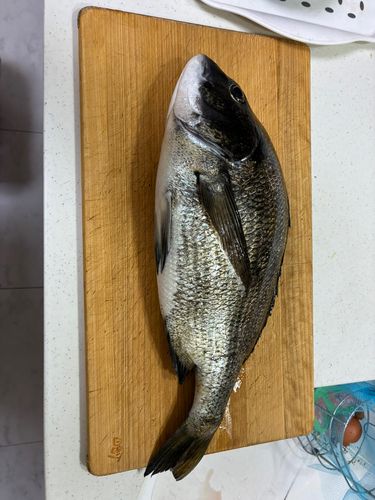 クロダイの釣果