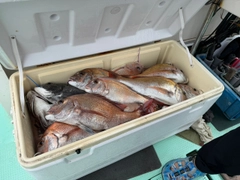タイの釣果