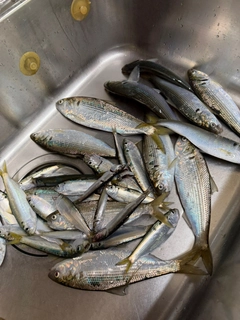 コノシロの釣果