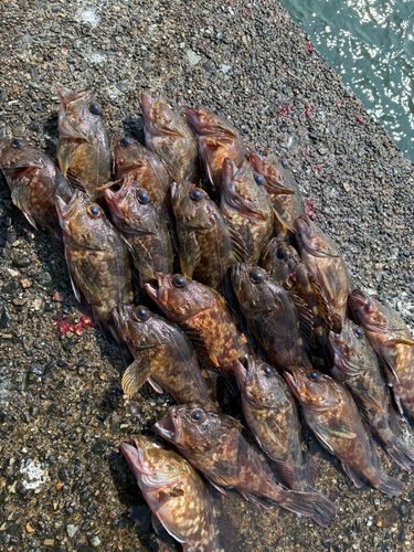 カサゴの釣果