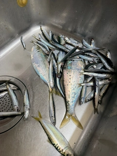 コノシロの釣果