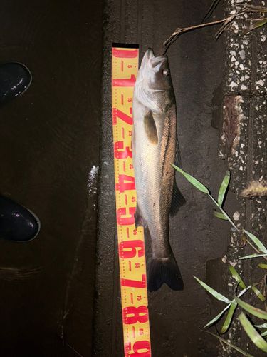 スズキの釣果