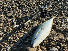 ブリの釣果