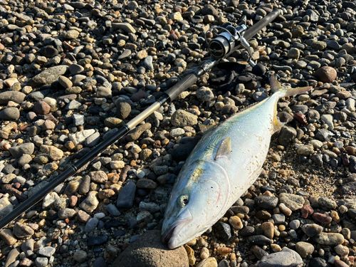 ブリの釣果