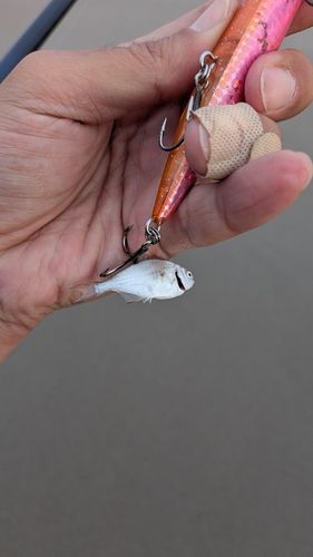 釣果