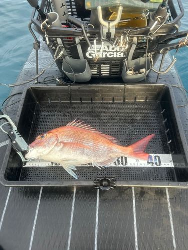 マダイの釣果