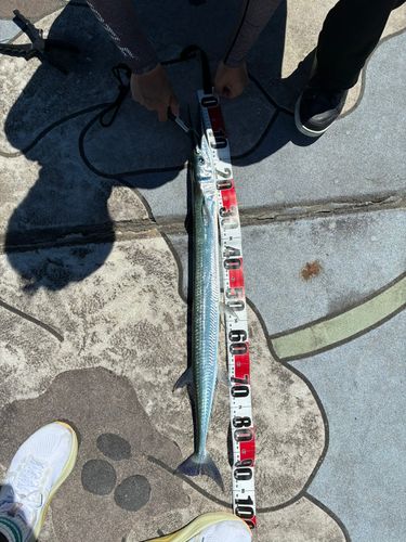 ダツの釣果