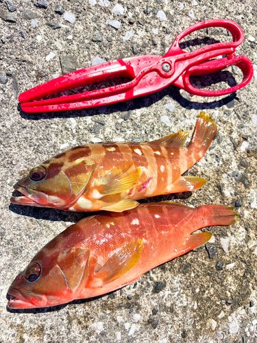 アカハタの釣果