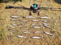 シロギスの釣果