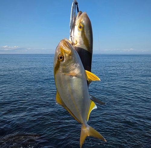シオの釣果