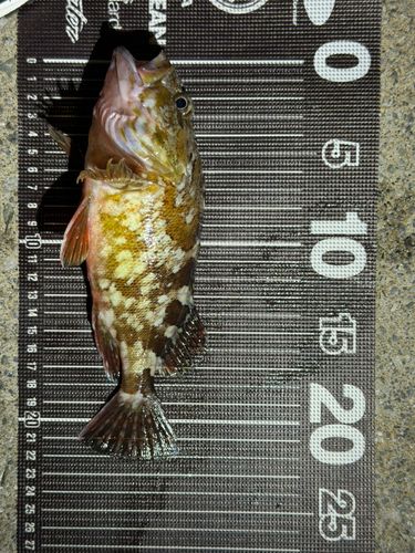 カサゴの釣果