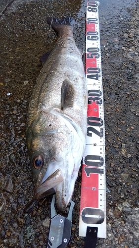 スズキの釣果