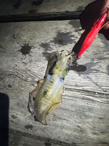 アオリイカの釣果
