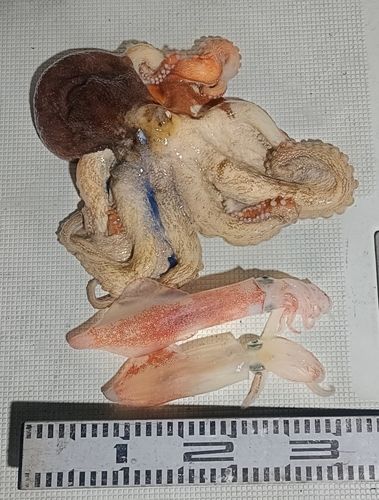 ケンサキイカの釣果