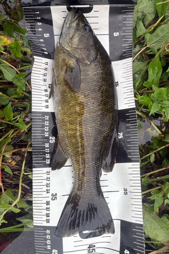 スモールマウスバスの釣果