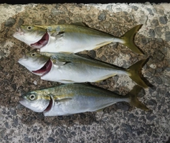 ワカシの釣果