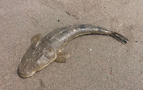 マゴチの釣果