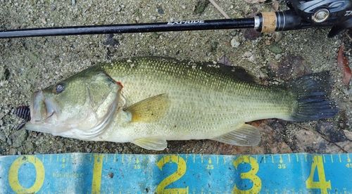 ブラックバスの釣果