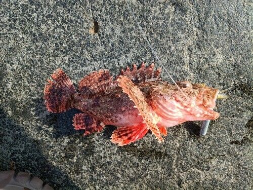 オニカサゴの釣果