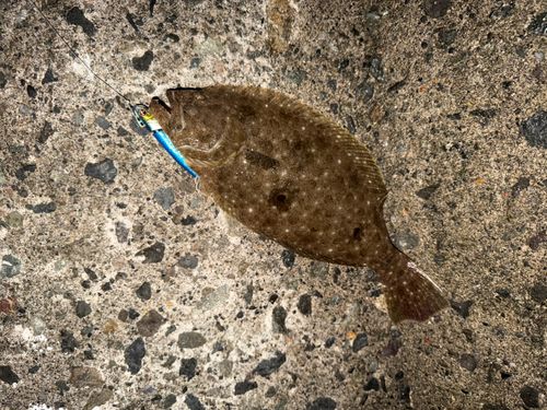 ソゲの釣果