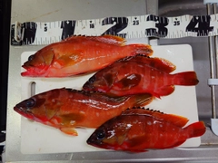 アカハタの釣果