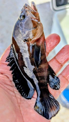 ヤミハタの釣果