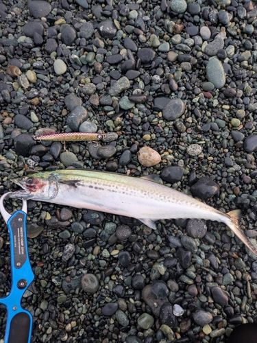 サゴシの釣果