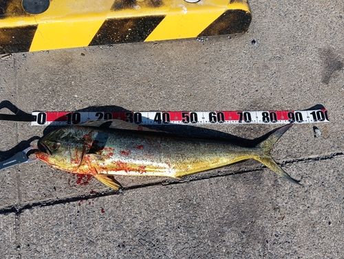シイラの釣果