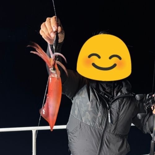 ケンサキイカの釣果