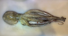 マダコの釣果
