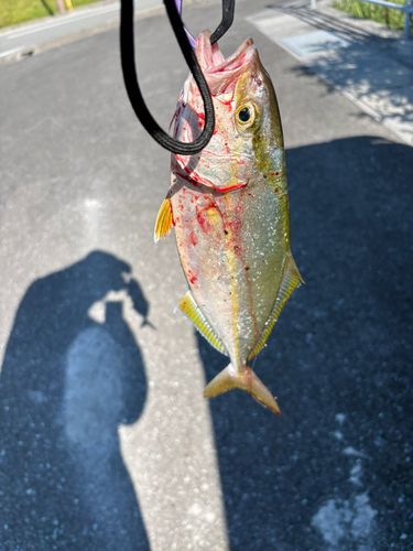 ネイリの釣果