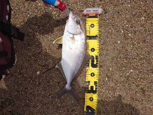 ショゴの釣果