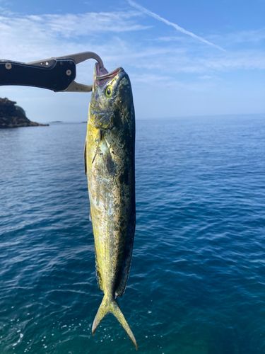 シイラの釣果