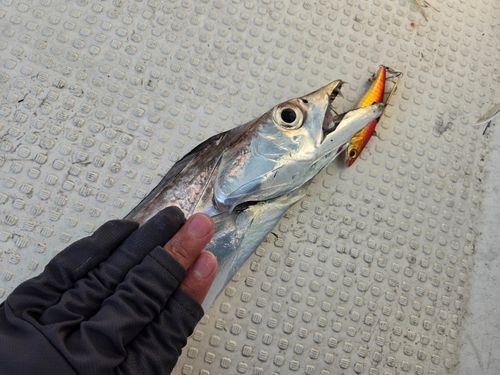 タチウオの釣果
