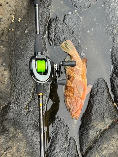 キジハタの釣果