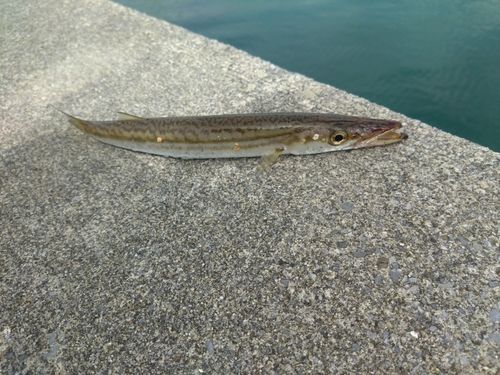 カマスの釣果