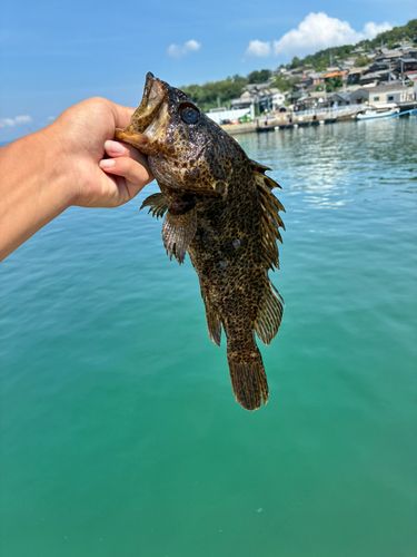 タケノコメバルの釣果