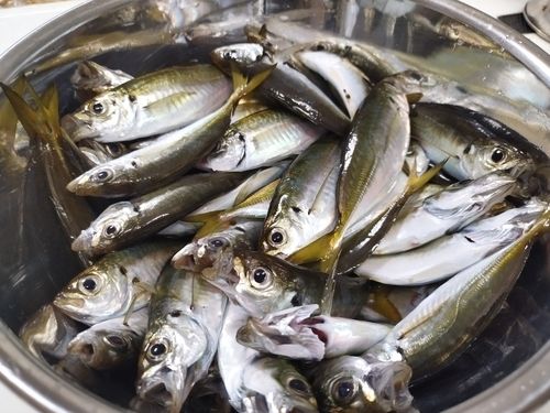 アジの釣果