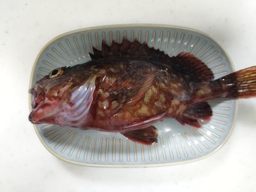 カサゴの釣果