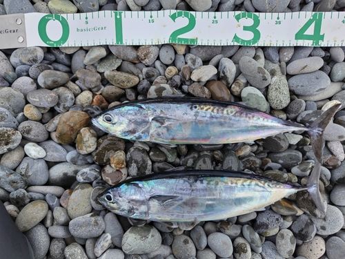 マルソウダの釣果