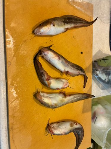 ゴンズイの釣果