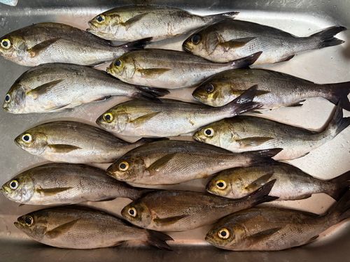 イサキの釣果