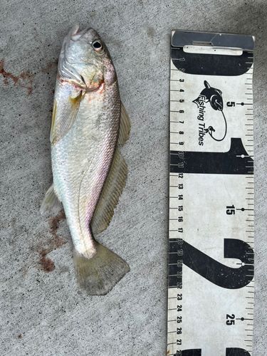 イシモチの釣果