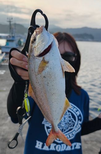 ショッコの釣果