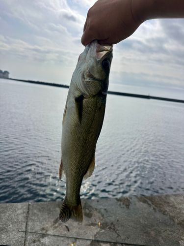 フッコ（マルスズキ）の釣果