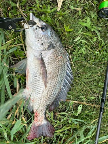 キビレの釣果
