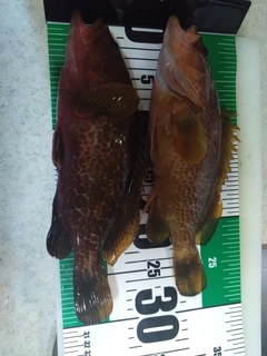 キジハタの釣果
