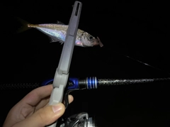 マアジの釣果