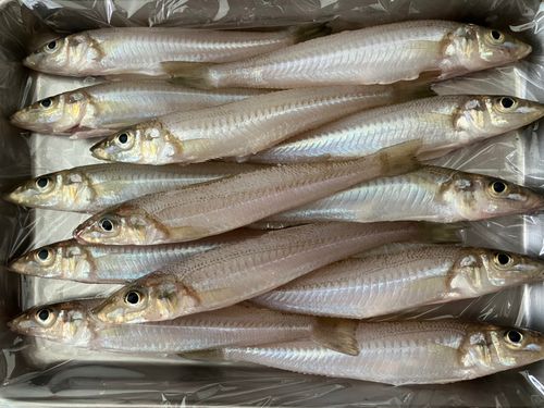 キスの釣果