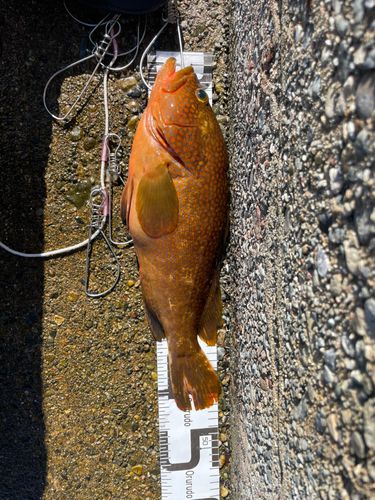 アカハタの釣果